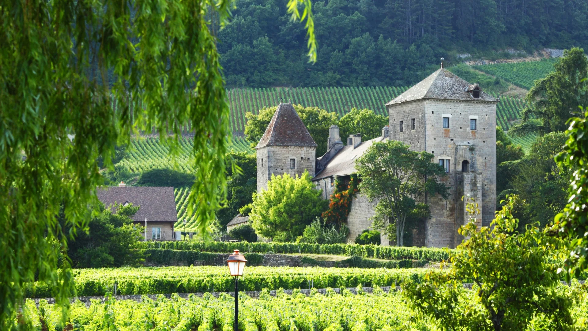 A french maison amidst vineyards