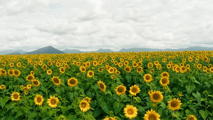 Growing Happiness: The inspiring story behind Kalbar’s Sunflower Festival