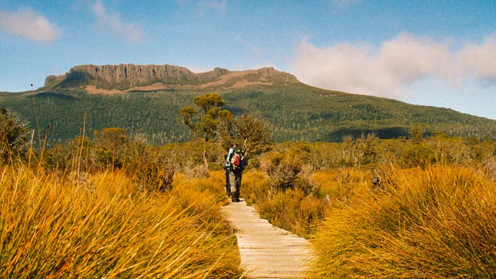 Hiker walking on a wooden trail surrounded by tall grass and mountainous landscape under a clear blue sky.