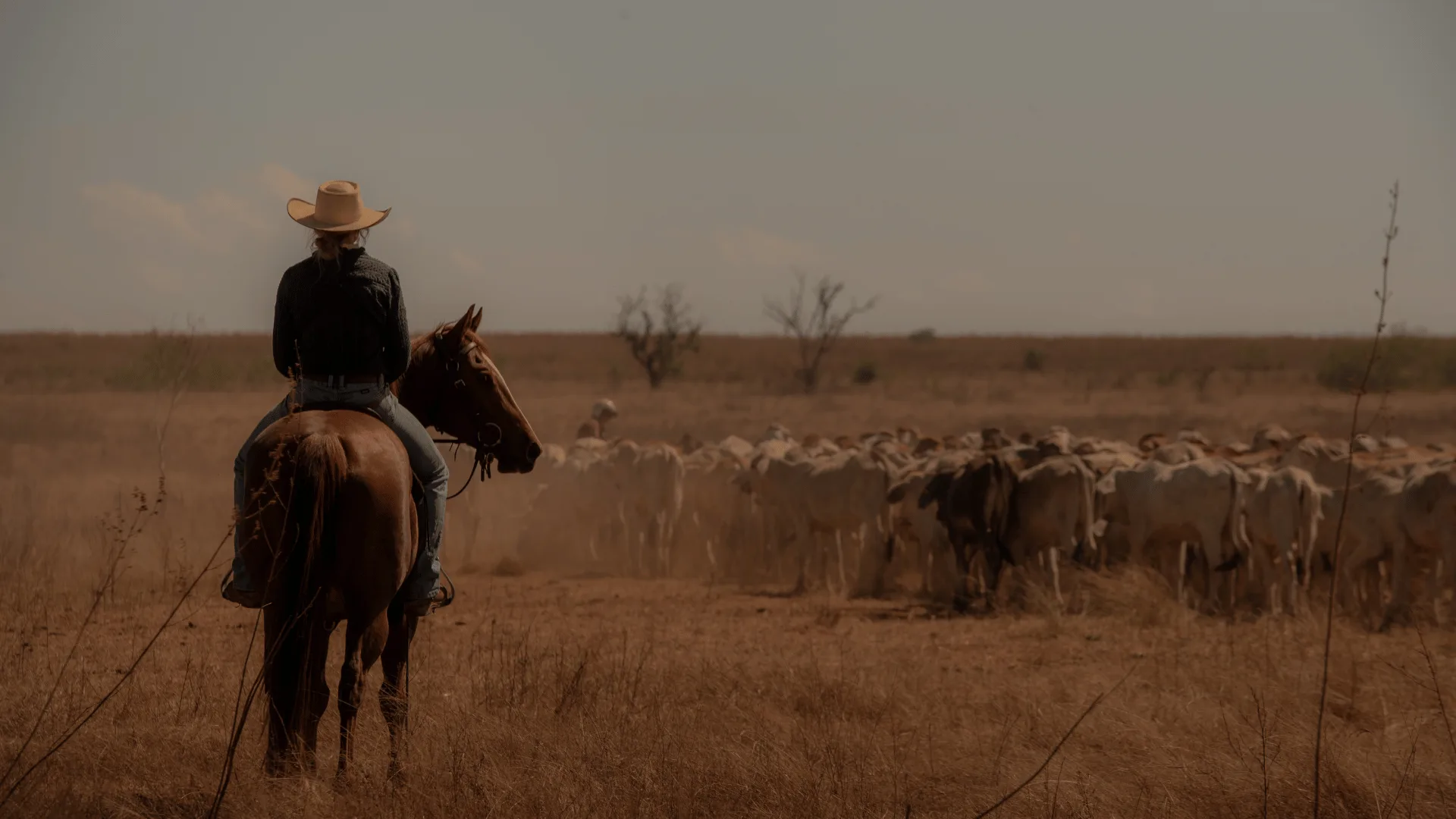 Cast member looking out at cattle on set of Netflix drama Territory. Credit: Netflix