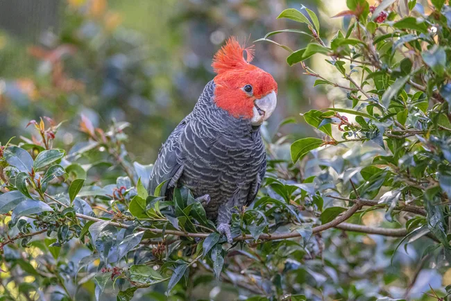 Gang-gang Cockatoo with bright red head and grey body perched in leafy tree.