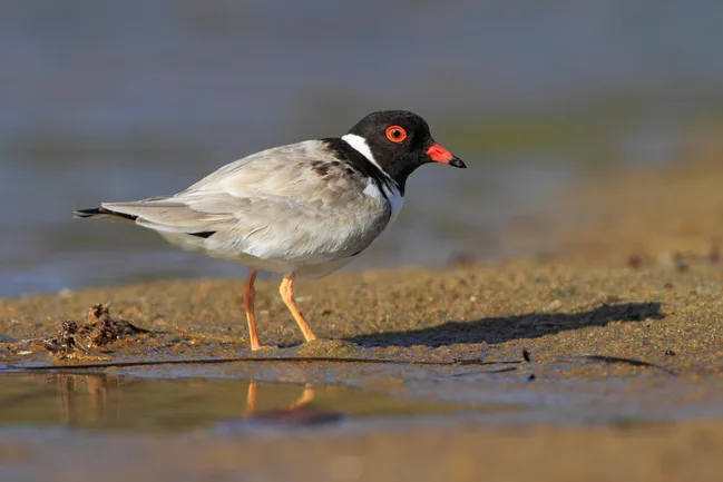 A hooded plover with black head, red eye, and orange beak stands on a sandy shore near the water.