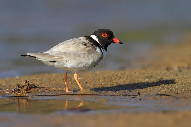 A hooded plover with black head, red eye, and orange beak stands on a sandy shore near the water.