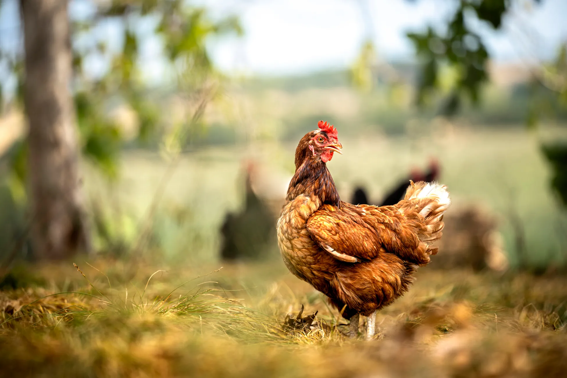 Egg shortage Australia What you need to know AWW