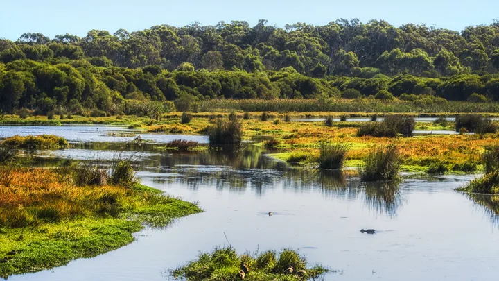 Scenic view of a lush, green wetland with patches of water reflecting the surrounding trees and sky.