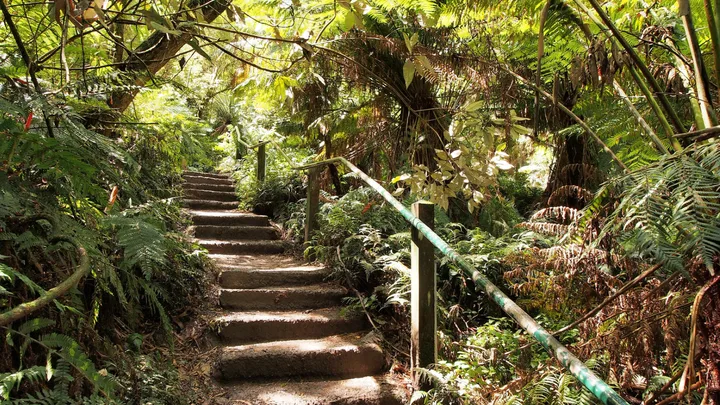 Stone steps leading through lush green forest with sunlight filtering through the leaves.