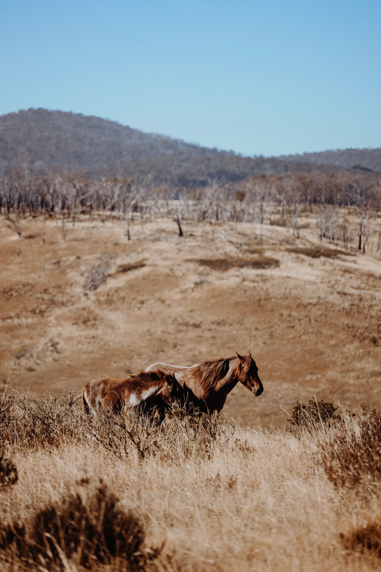 Brumbies in the wild. 