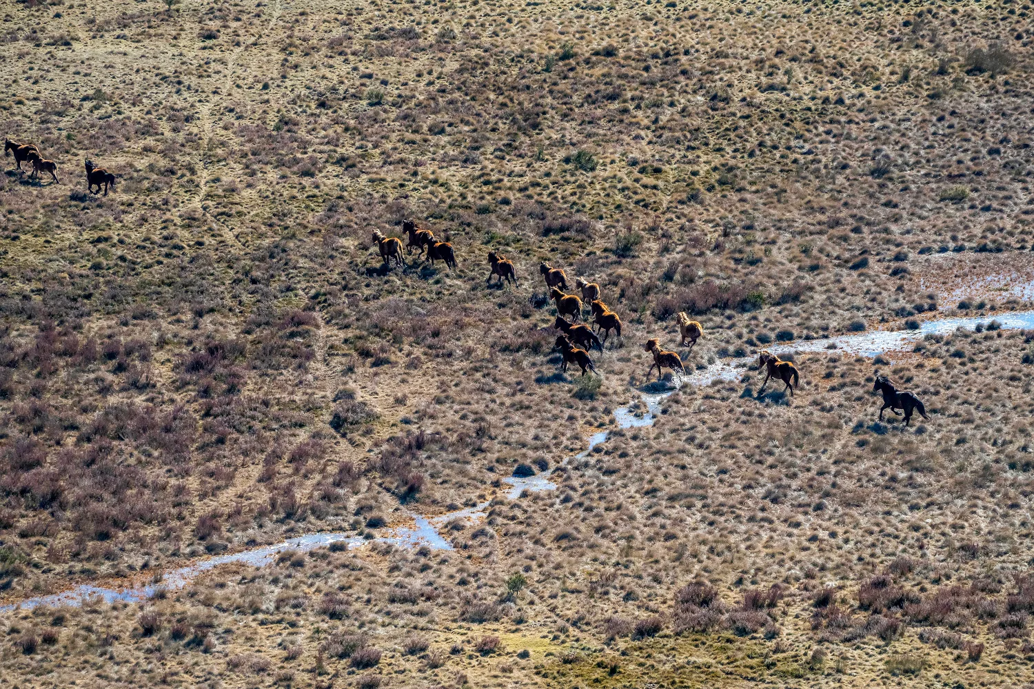 Australian brumbies galloping across land.