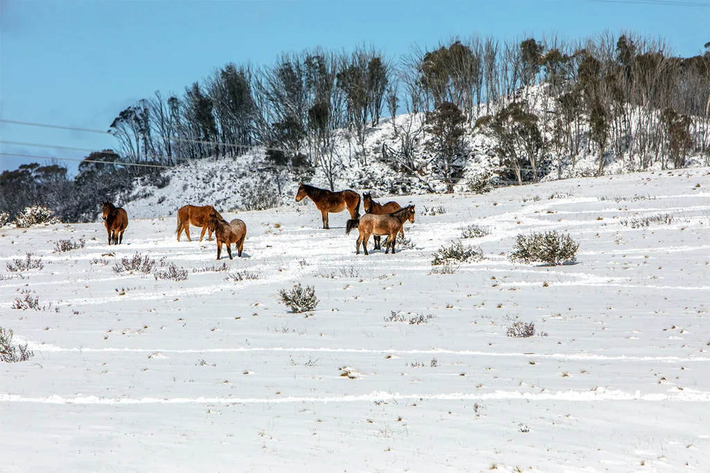 Australian brumbies in Kosciuszko National Park.
