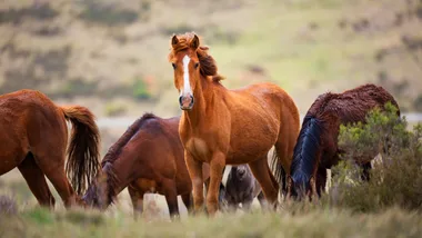 Australian brumbies in the wild.