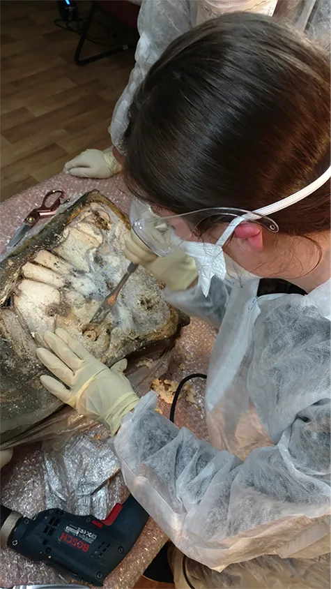 Extracting frozen woolly mammoth DNA.