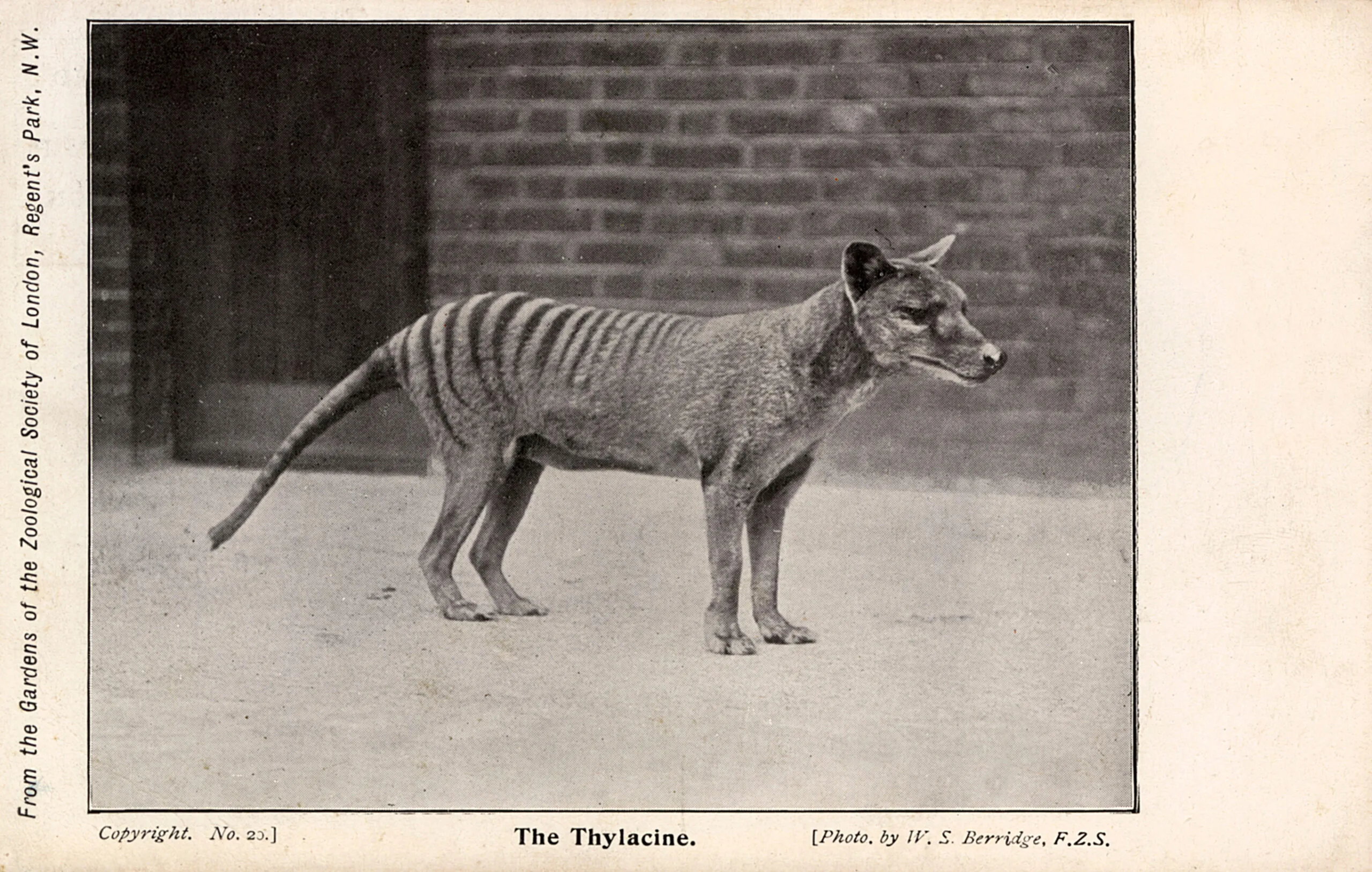 Scientists may have a hybrid Tasmanian Tiger on the ground as soon as next year.