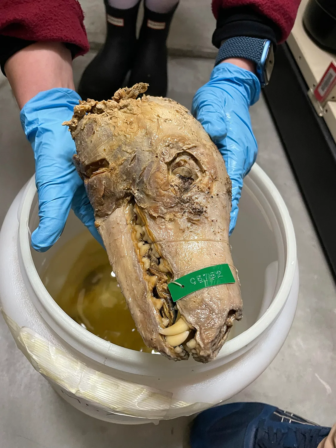 A skull of the extinct dodo.
