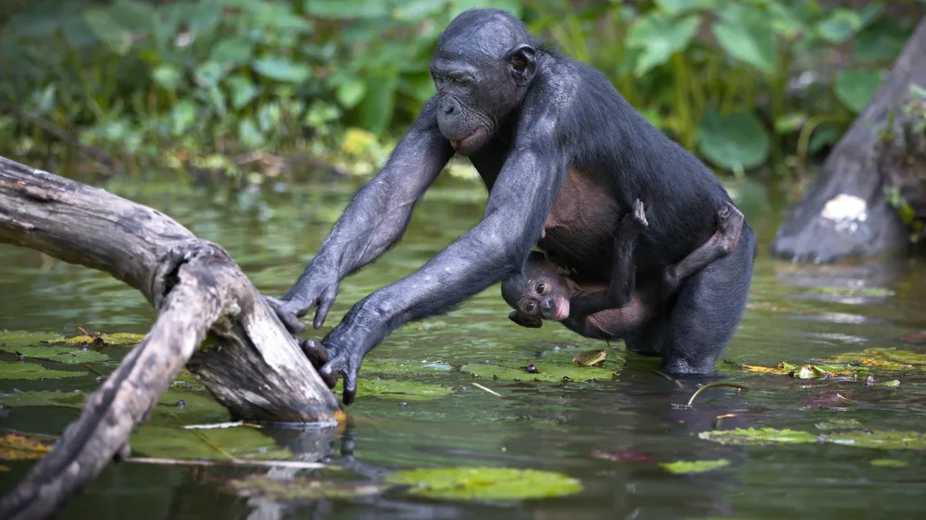 Bonobo monkeys in the Republic of Congo: Travel Trends 2025