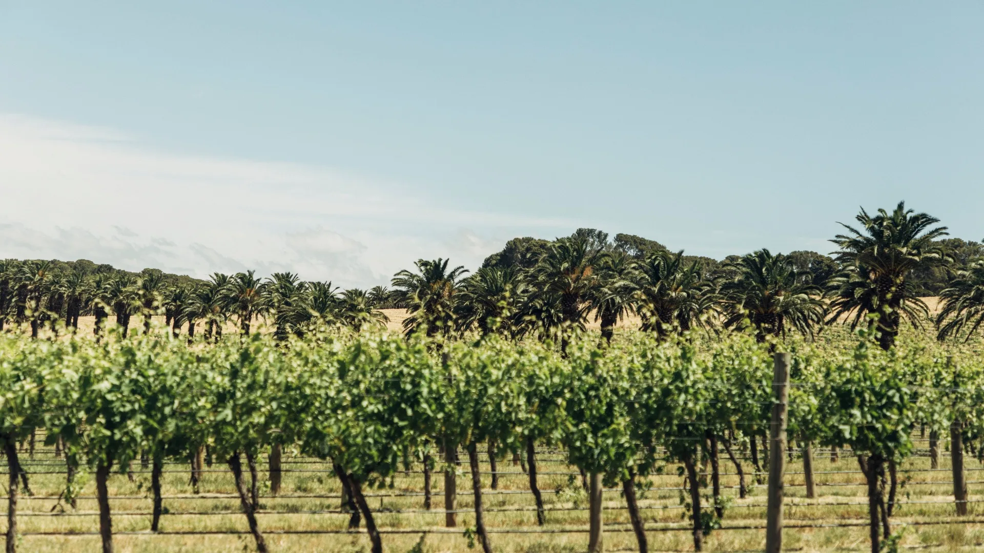 World's Best Vineyards 2024_Seppeltsfield_Credit Wine Australia 114188