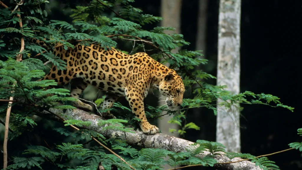 Jaguar from Pantanal Region in Brazil