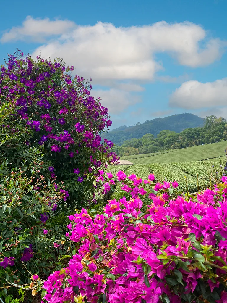 Pink flowers bloom in Yuyupas Cultural Park in Taiwan