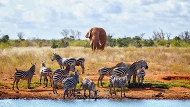 Zebras gather by a watering hole in Kenya, Africa.