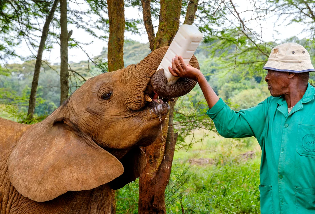 An animal keeper feeds a baby elephant from a bottle.
