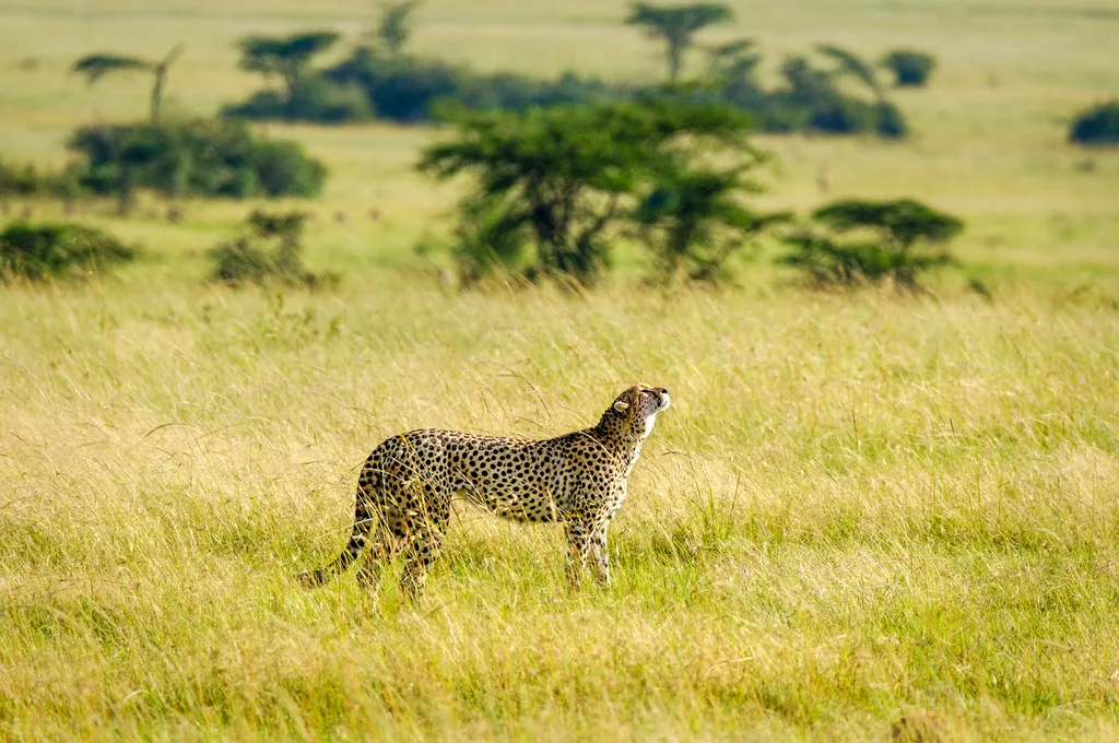 A cheetah surveys the African savannah.