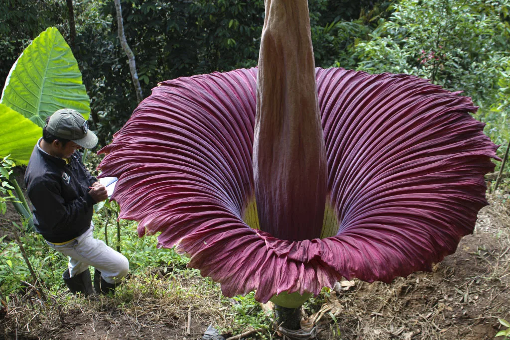 Corpse flower finally blooming in Sydney - The Australian Women's Weekly