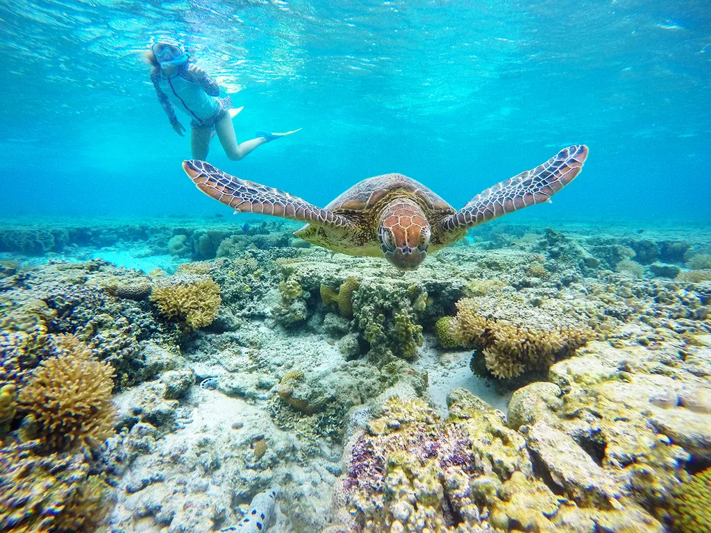 Underwater photo of a turtle, with a snorkling child in the background.