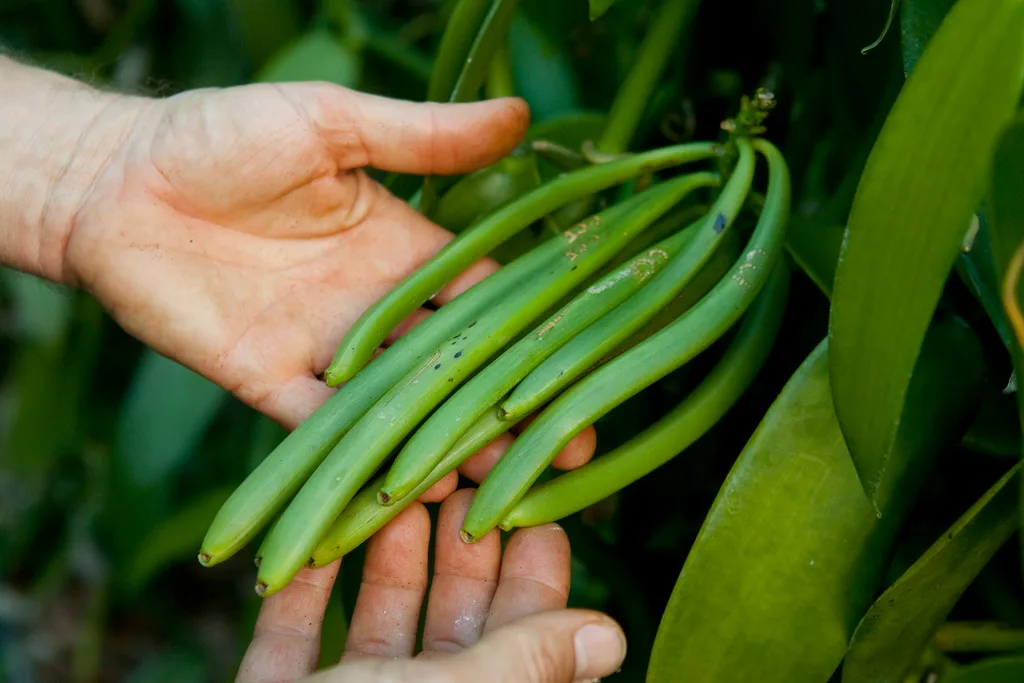 Unripe vanilla beans