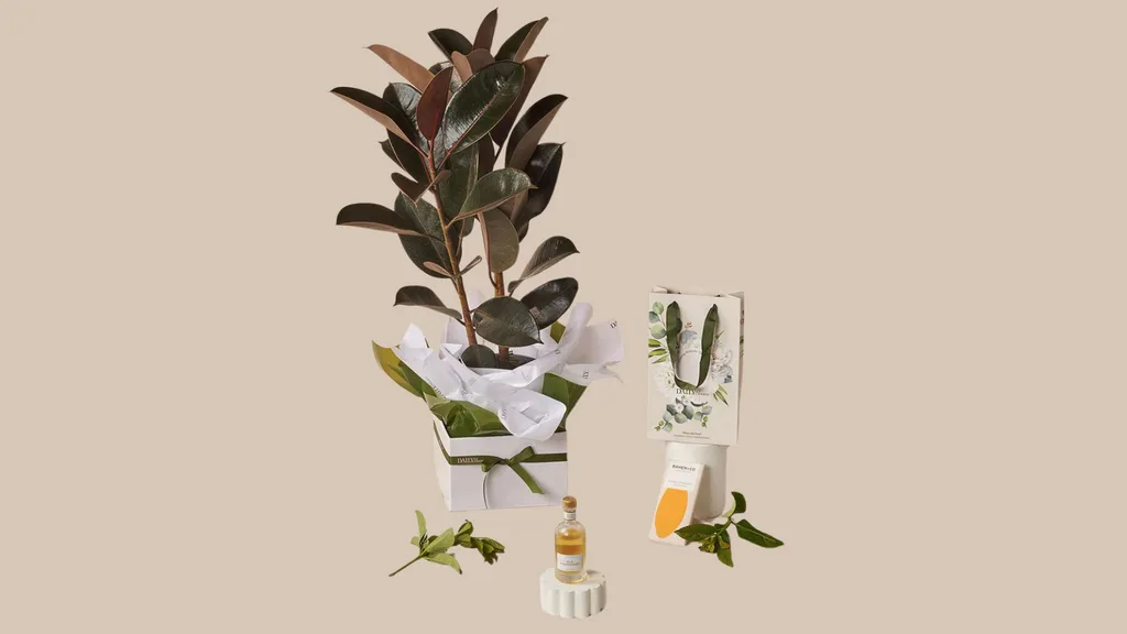 The Hey Mr Bundle from Daily Blooms contains a rubber plant, chocolate and a single old fashioned cocktail.