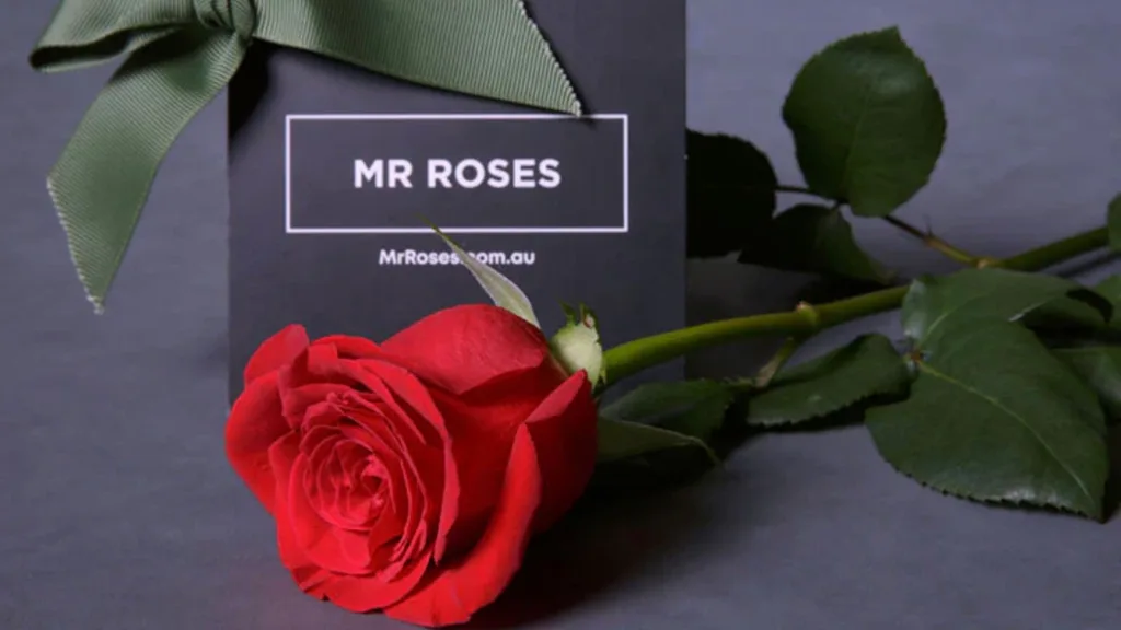 Mr Roses single rose.