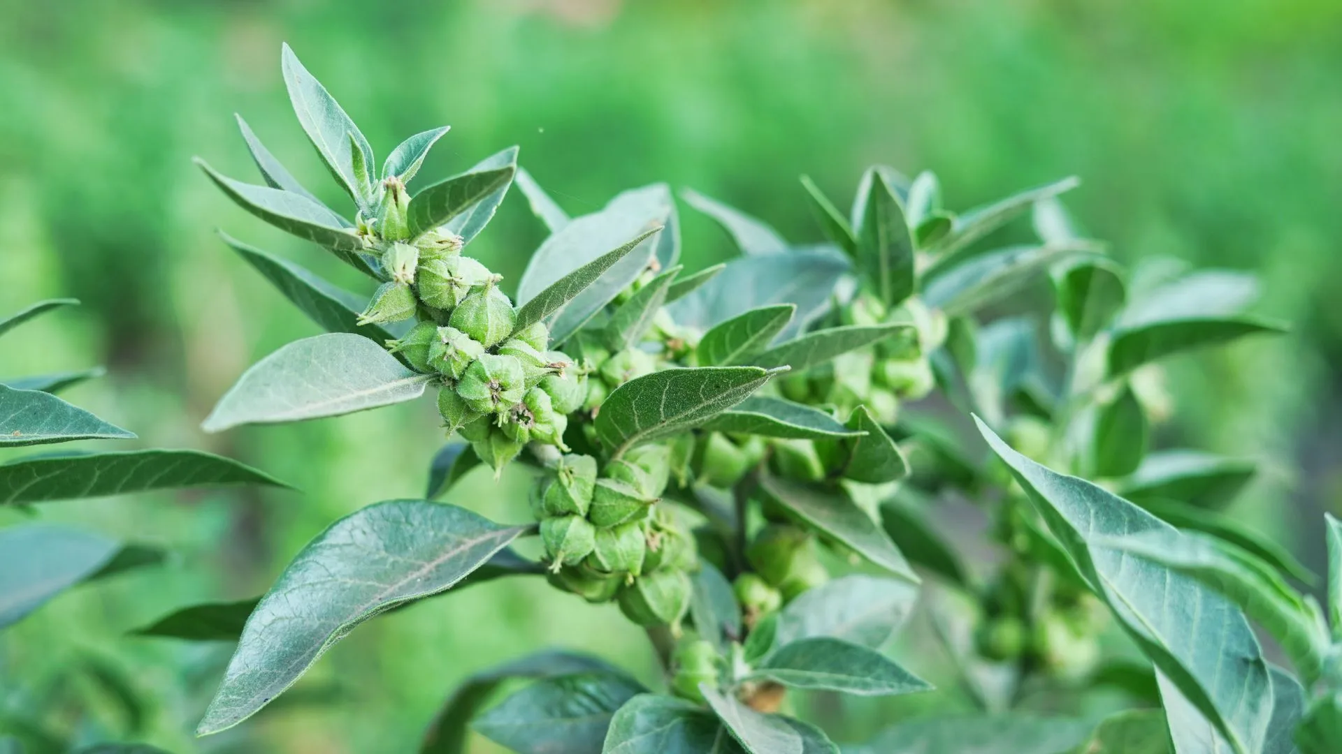 Close-up of the green leaves and seed pods of an ashwagandha plant.