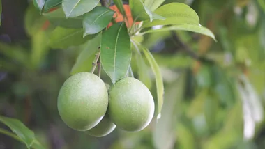 The White Lotus fruit
