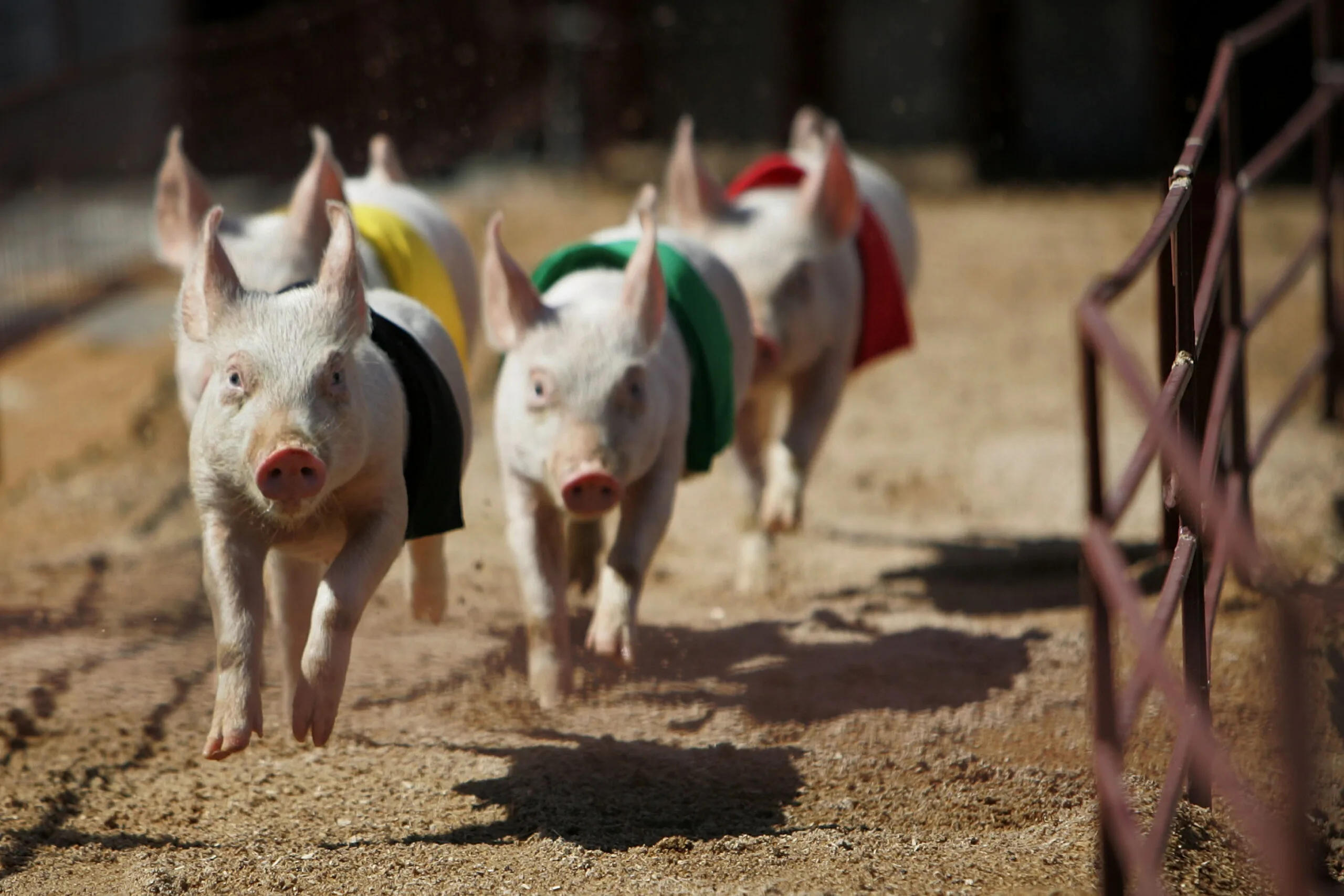 pigs racing