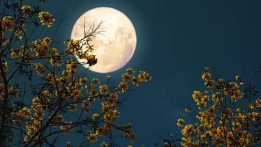 What is the Flower Full Moon and how will it affect you?