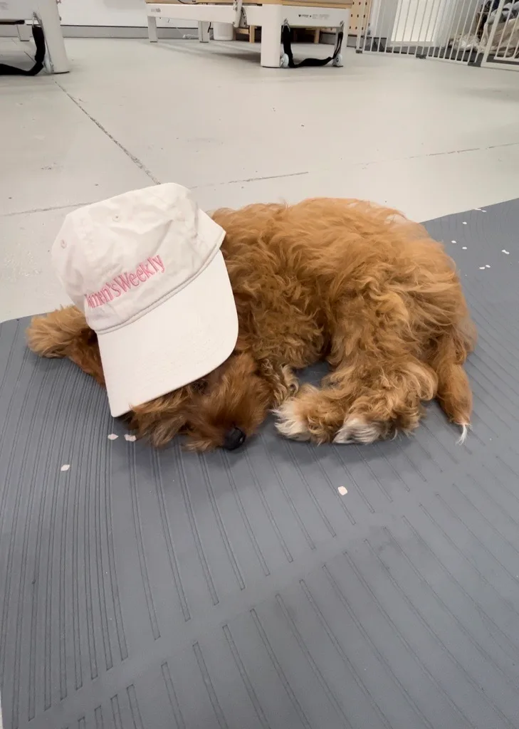 a puppy sleeping with a women's weekly cap on its head