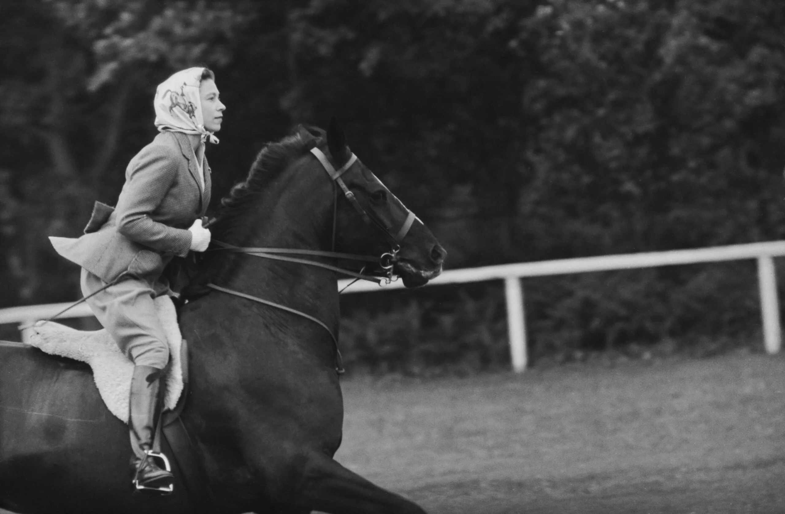 Queen Elizabeth (1926 - 2022) riding her horse at Royal Ascot in Berkshire on June 16th, 1960. (Photo by Evening Standard/Hulton Archive/Getty Images)