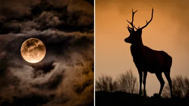 How the Buck Full Moon will change your life this month