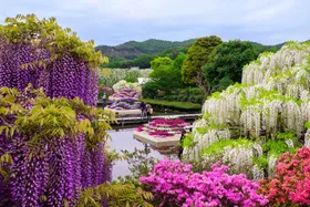 The best flower festivals across the globe