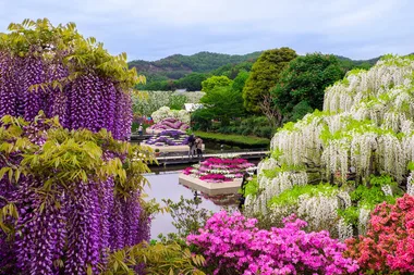 Purple, pink and orange flowers surround a lake in Japan Ashikaga Flower Park