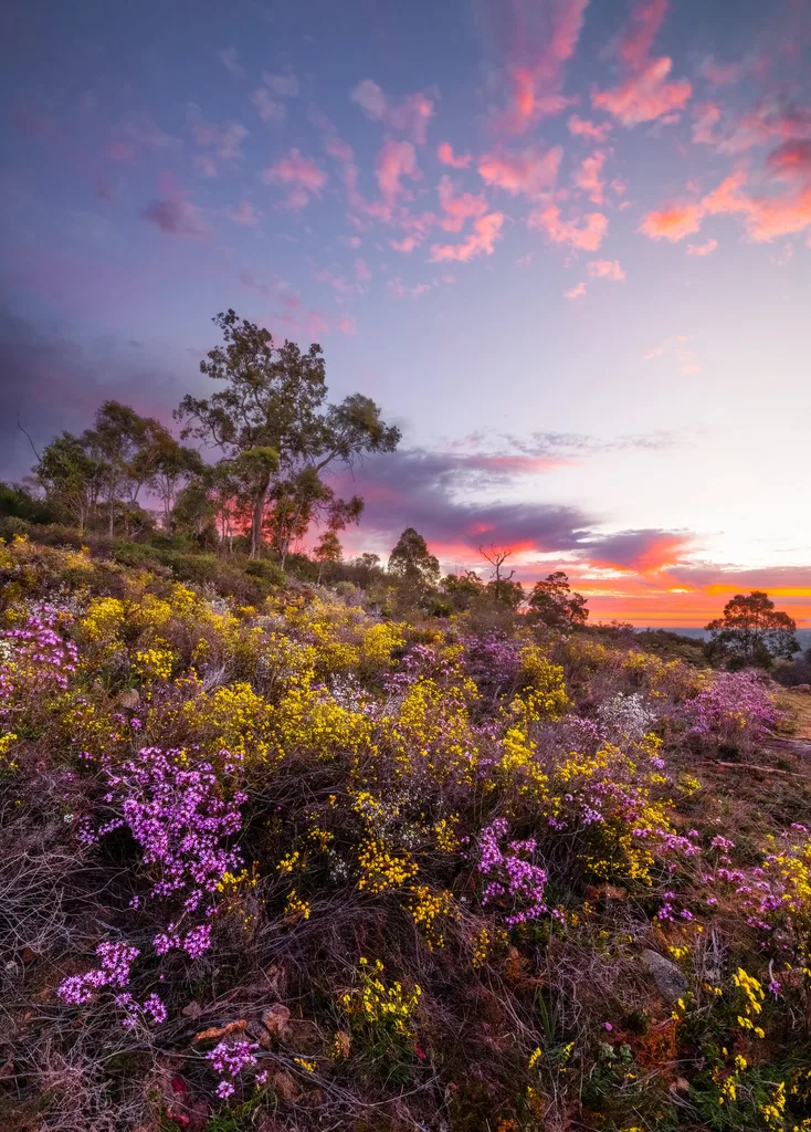 Purple and yellow wildflowers at Lions Lookout in Western Australia