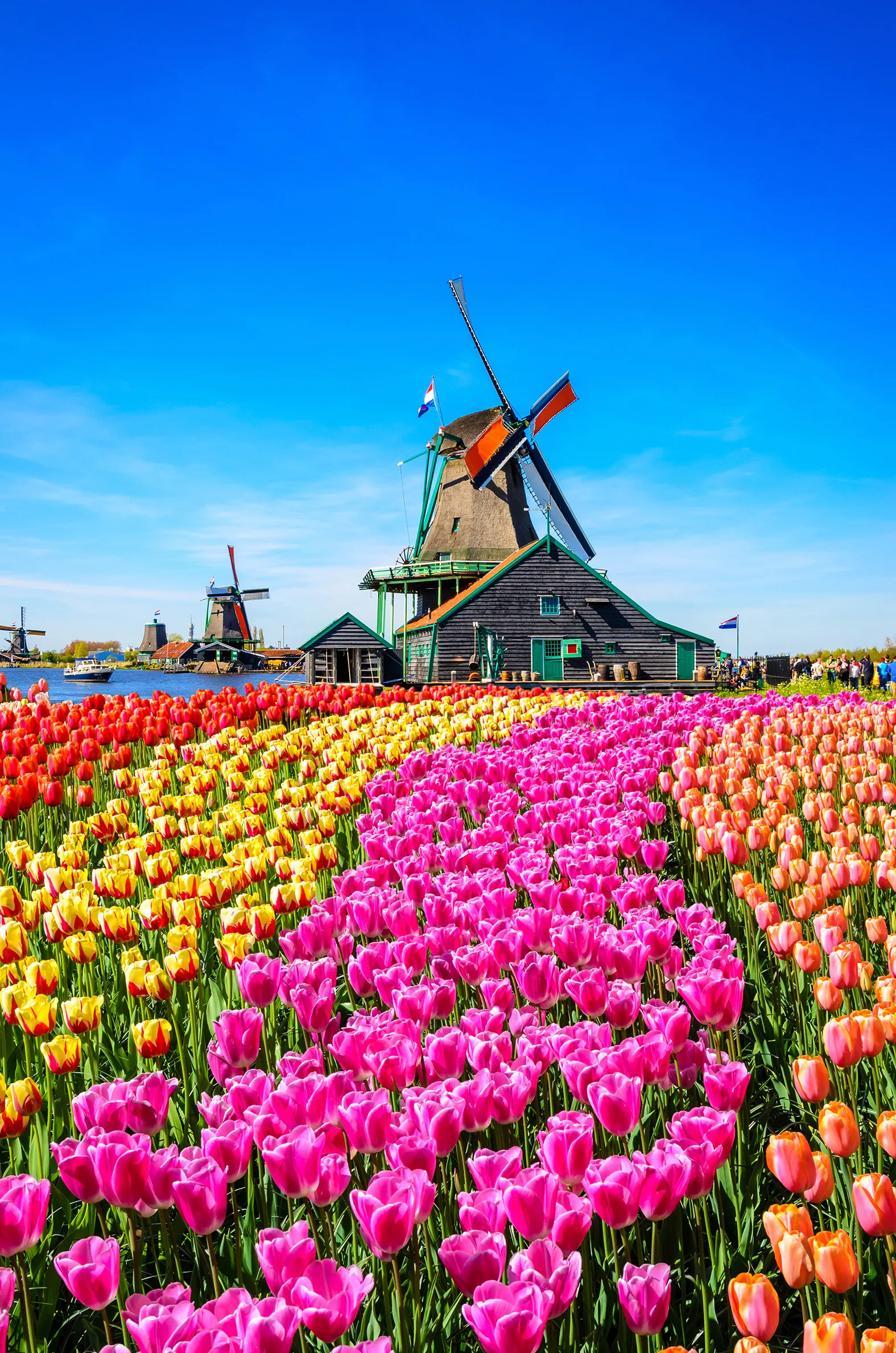 Bright pink, yellow and orange tulips with a windmill in the background.