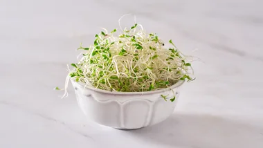 Alfalfa sprouts