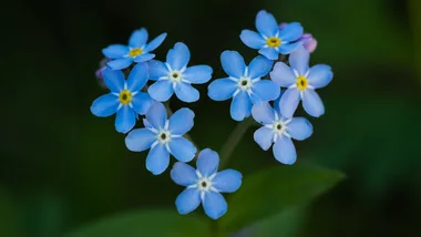 Dementia is officially Australia’s leading cause of death