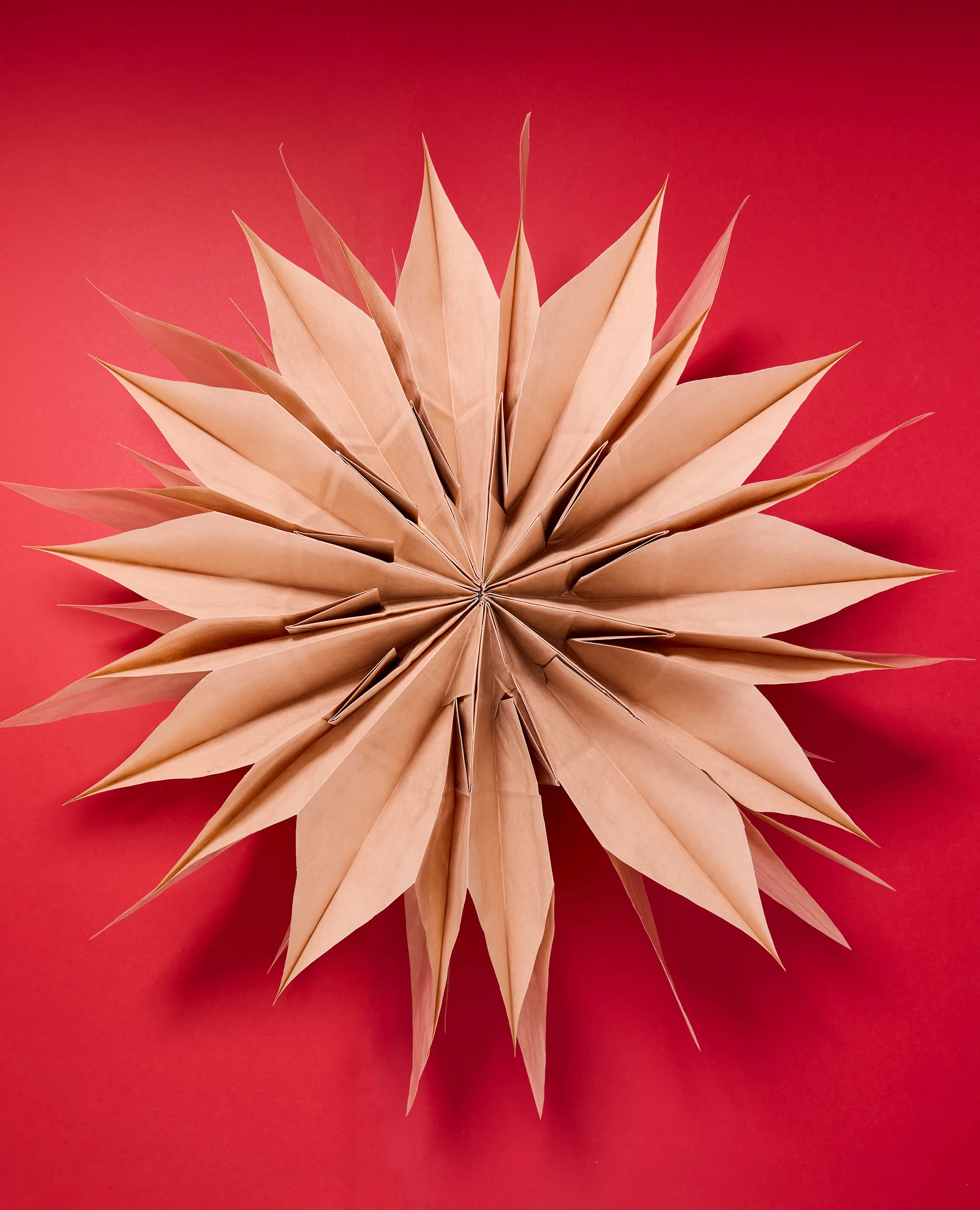 Paper star bloom photography by Lauren Trompp