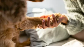 Pet Detective rallies community to reunite lost pets with families after Bondi Terror Attack