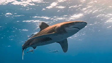 Canva image of a shark in the water.