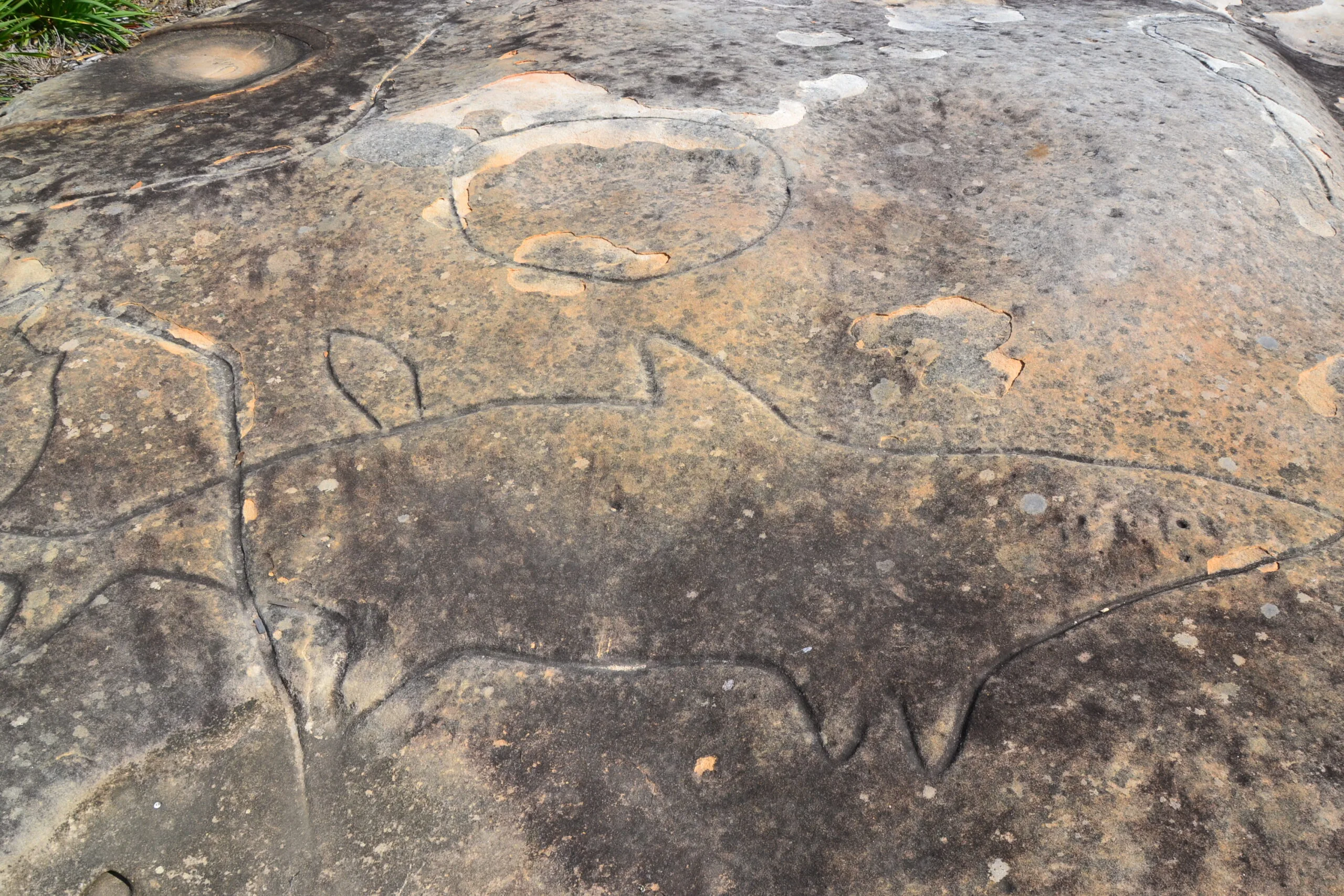 2000 year old rock carving in Bondi depicting a shark attack 
