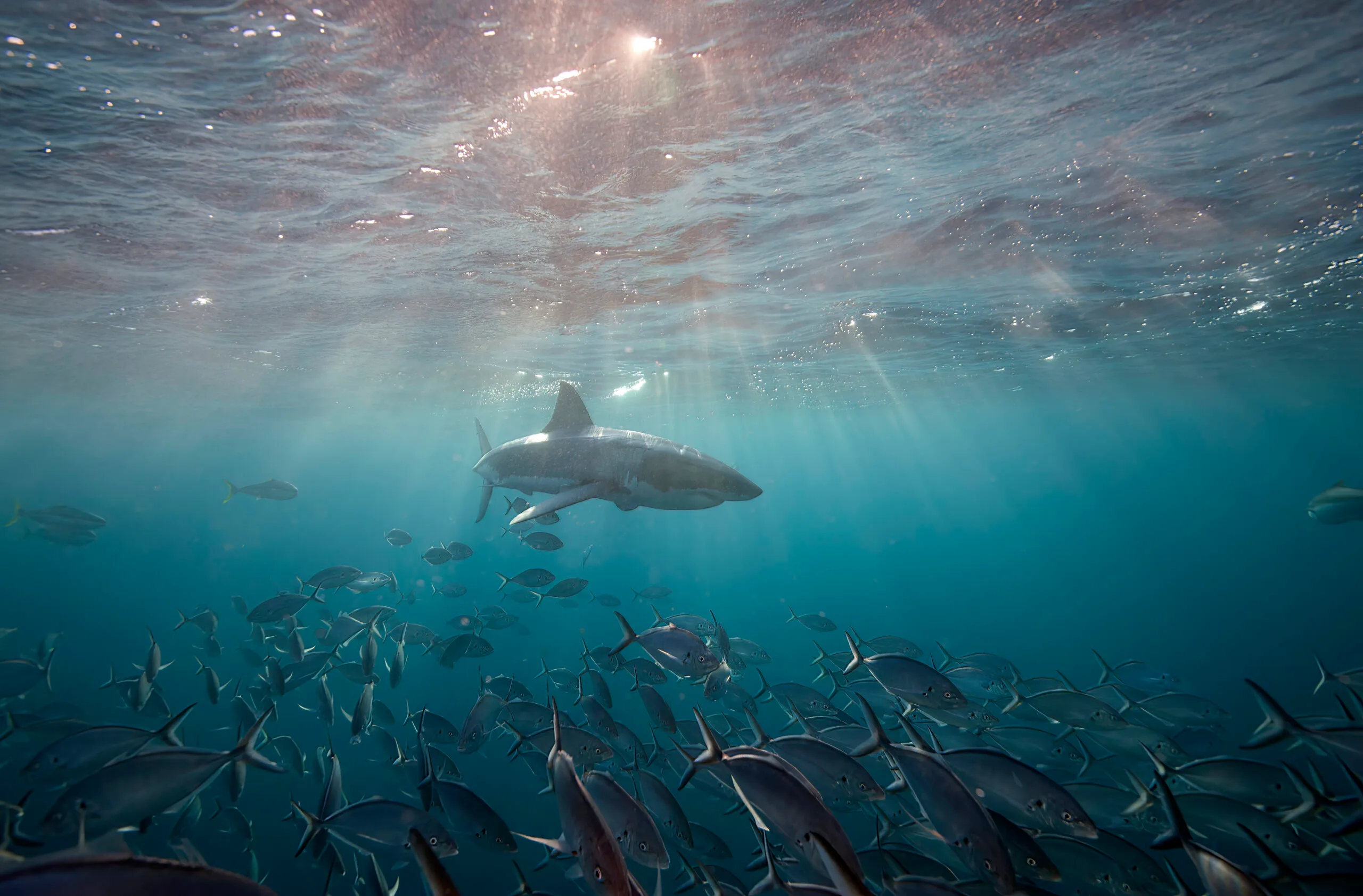 Juvenile Great White Shark swimming near surface underwater