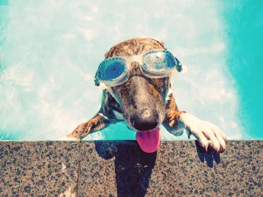 How to keep your pets safe in a heatwave