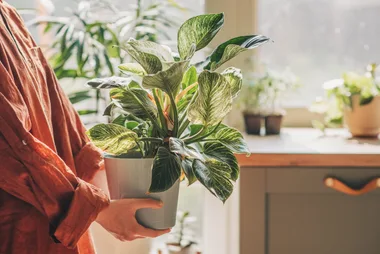 How to protect your potted plants in a heatwave