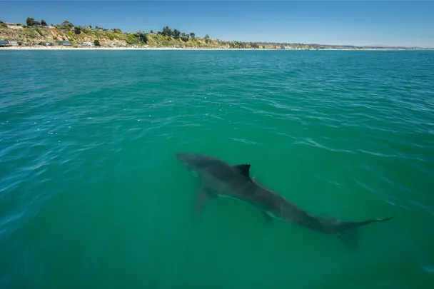 How to stay safe from a shark attack